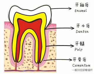 牙齿结构