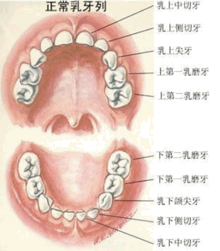 牙齿形态