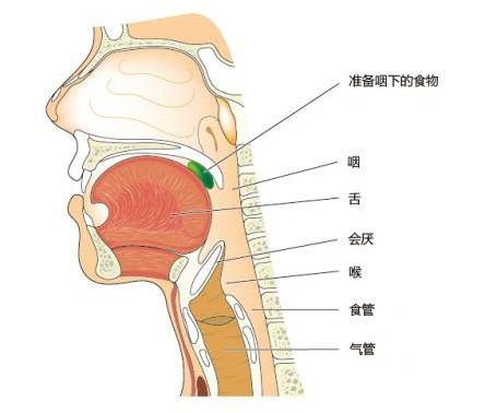 咽喉部的位置图片图片